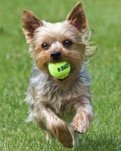 Dog Fetch