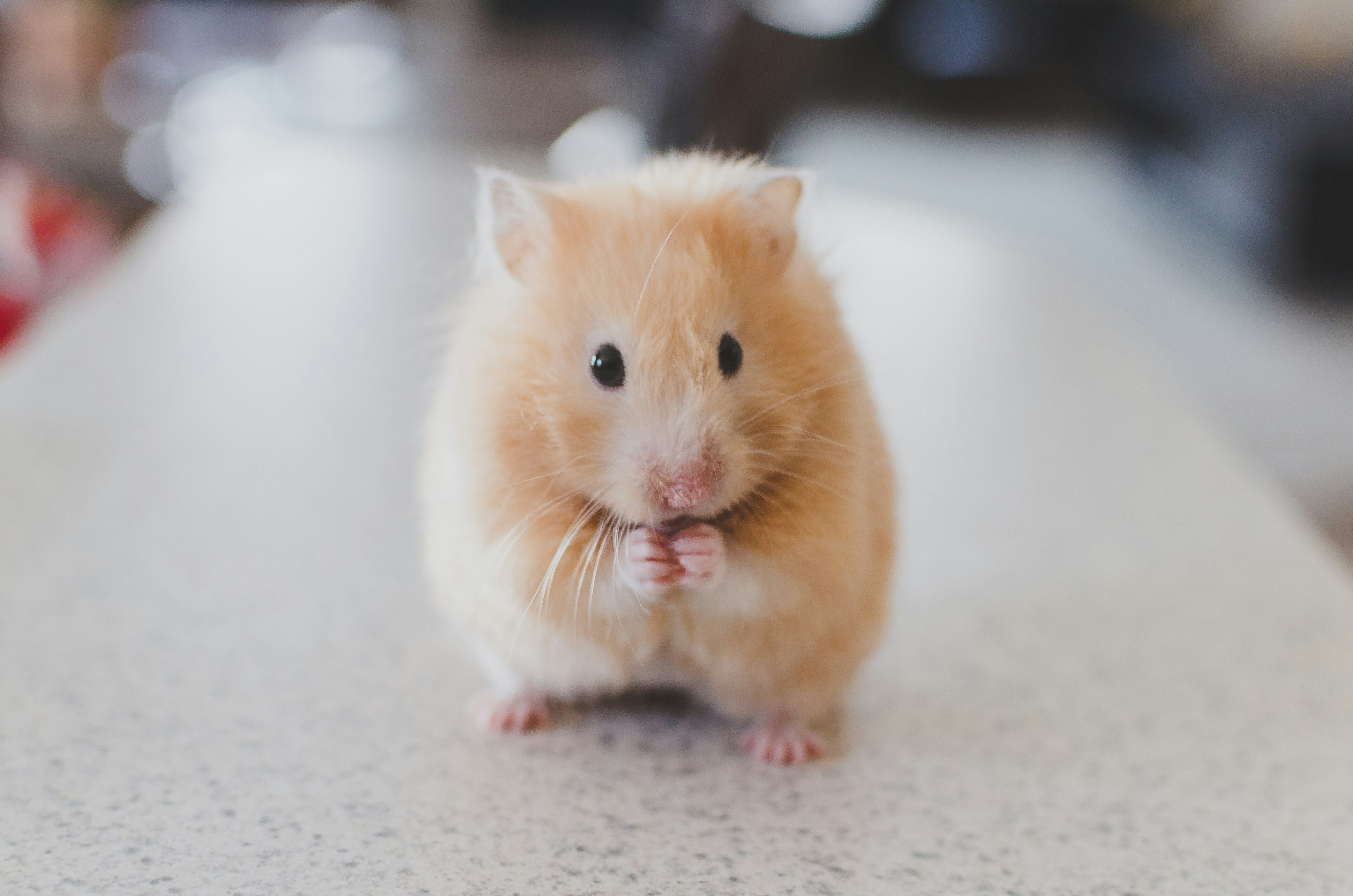Rodents